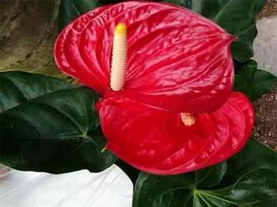 荷露虽团岂是珠