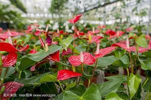 他们，从不抱怨