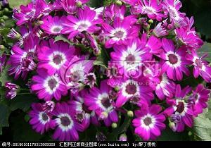 小鸭子历险记