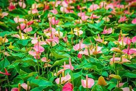 朦胧雨巷