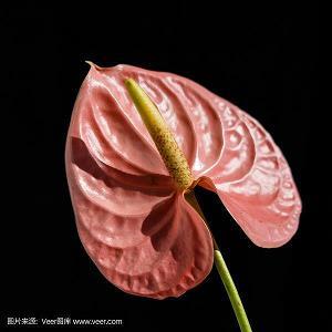 听听那雨中的声音_初三作文_学霸完美作文