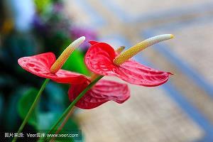 情结