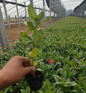 喂鸡这件事