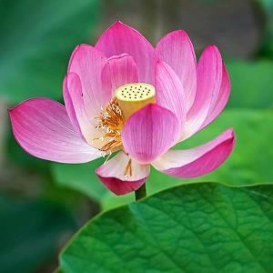 春天在哪里