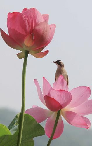 读《骆驼祥子》有感