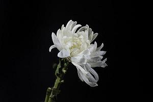 生死相依