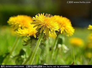 《茶花女》读后感