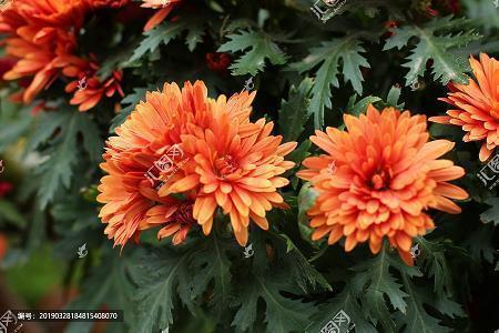 动漫节,真有意思