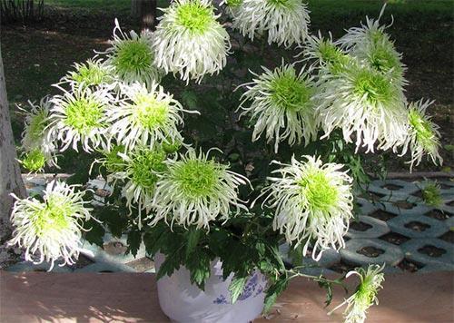 格桑花开的地方