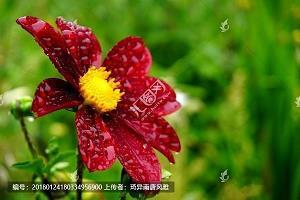 妈妈的爱