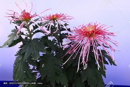 包汤圆