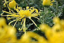 烟花