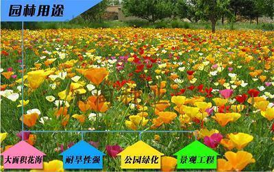 心里装着春天