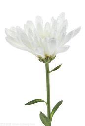向雷锋学习