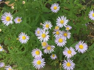 夏日清晨