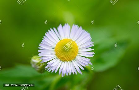 十五岁的花季