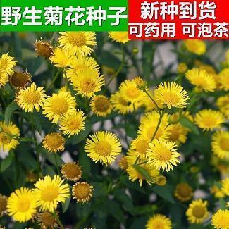 遥望彩霞