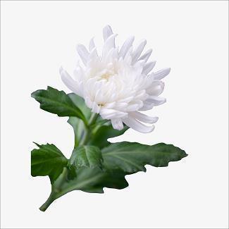 一个塑料袋的自述