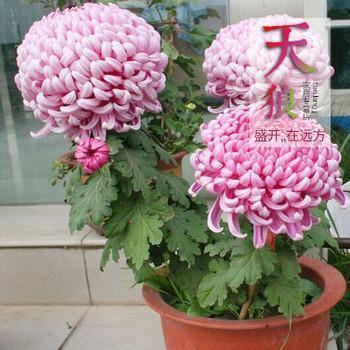 王子与公主