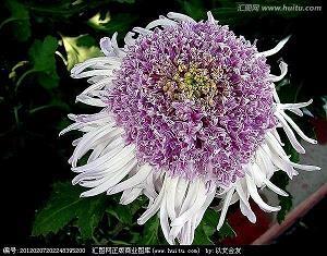 城市良心的作文：怎能