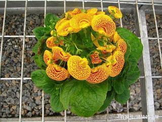 公鸡和狐狸