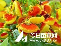 上海人外地人