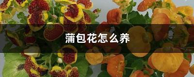 理性地对待余秋雨先生