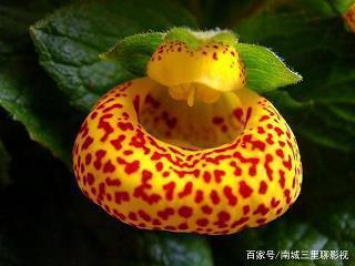 我爱你五星红旗