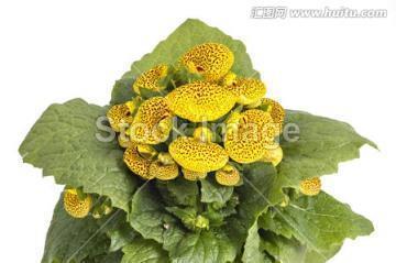 乡村