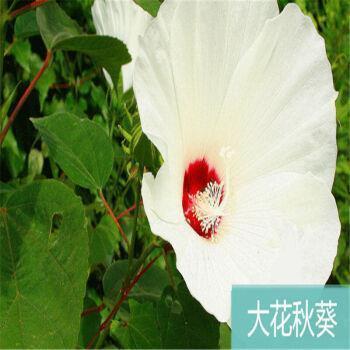 三年级快结束了，菲比，爸爸对你说