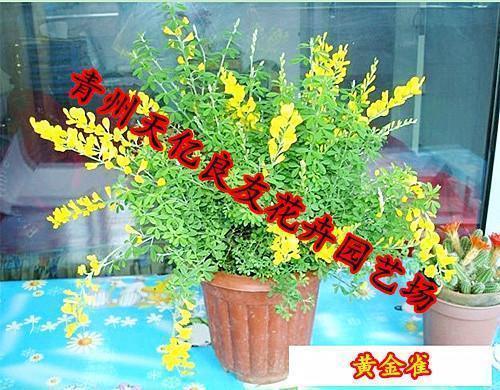 徘徊在时光前