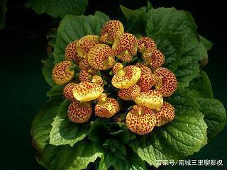 成功需要挫折