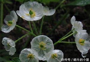 对望