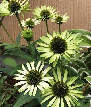 女生情节