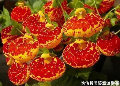 大禹终北国游记