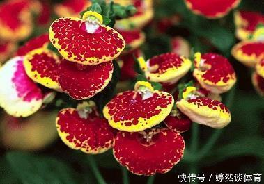 春天走过岁月过客