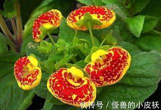 红高粱