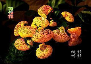 我想做个坏孩子