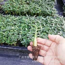 国庆游记600字作文