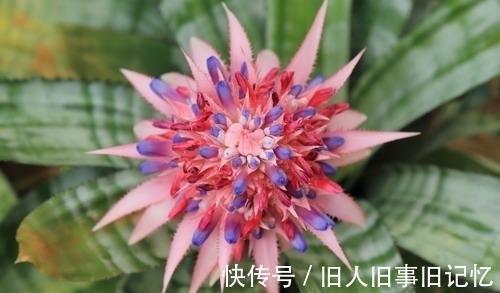 六年级上册语文作文《变形记》
