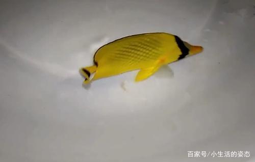 一条手链