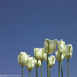 读《一只会开枪的狮子》有感