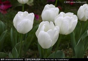 呵护群星的月亮
