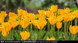坚持不懈的小蚂蚁
