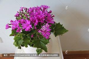 学习委员竞选稿