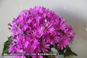又是桂花飘香时