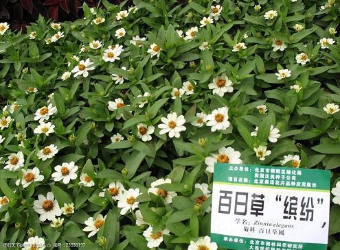 如果不曾遇见