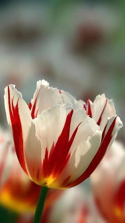 冰糖葫芦