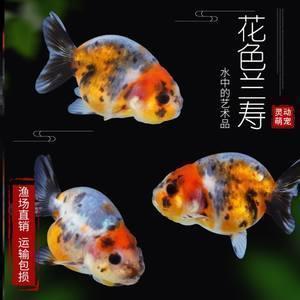 偷读之同桌