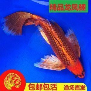 Sstep1：举世瞩目的婚礼！
